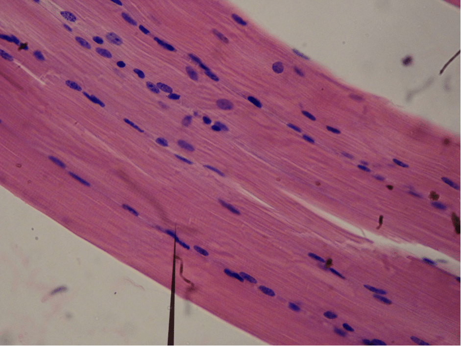 Smooth Muscle tissue Structure Contraction TeachMePhysiology